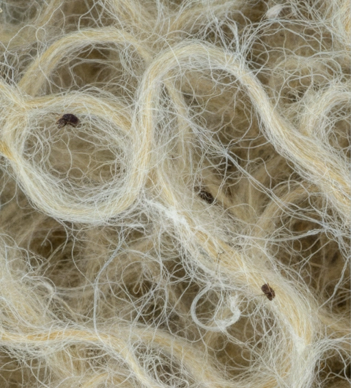 prolifération des acariens qui cause des allergies respiratoires et cutanées dans le duvet